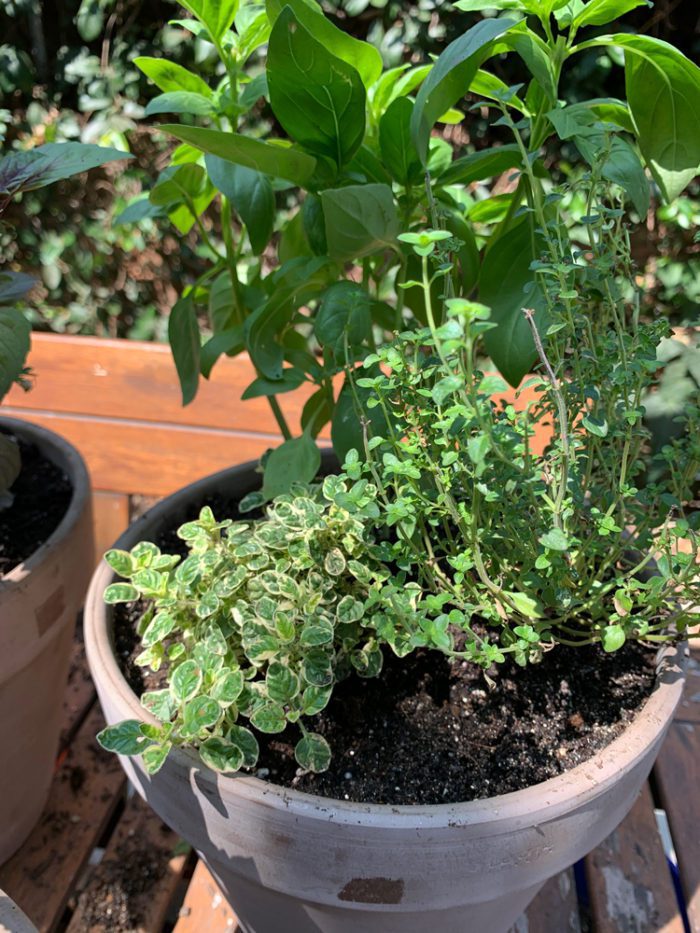 Mediterranean Herb Trio: Thyme, Basil, and Oregano Close up