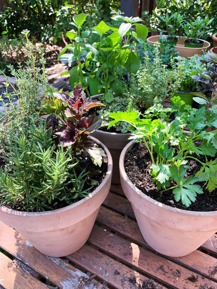 Mediterranean Herb Trio for sale by Heirloom Potager