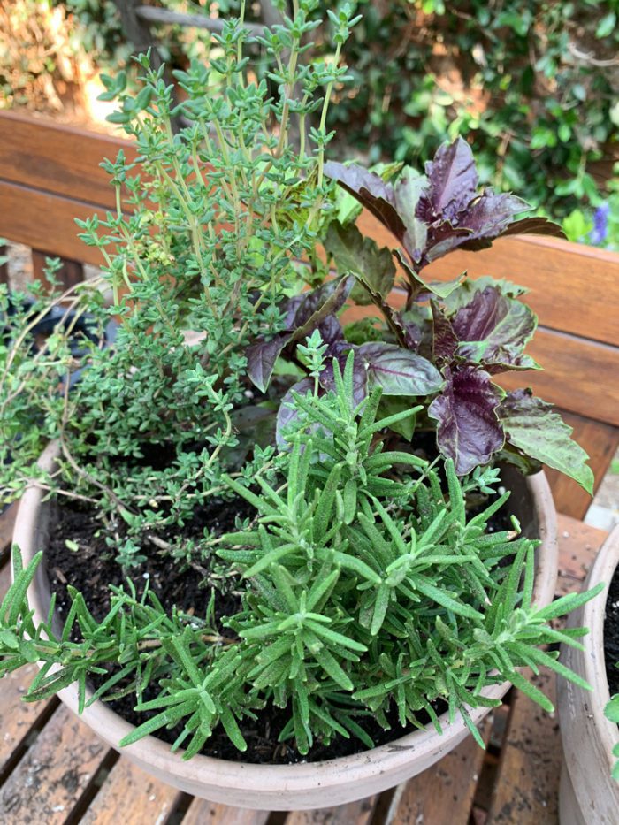 Mediterranean Herb Trio: Rosemarry, Thyme, Basil Close Up