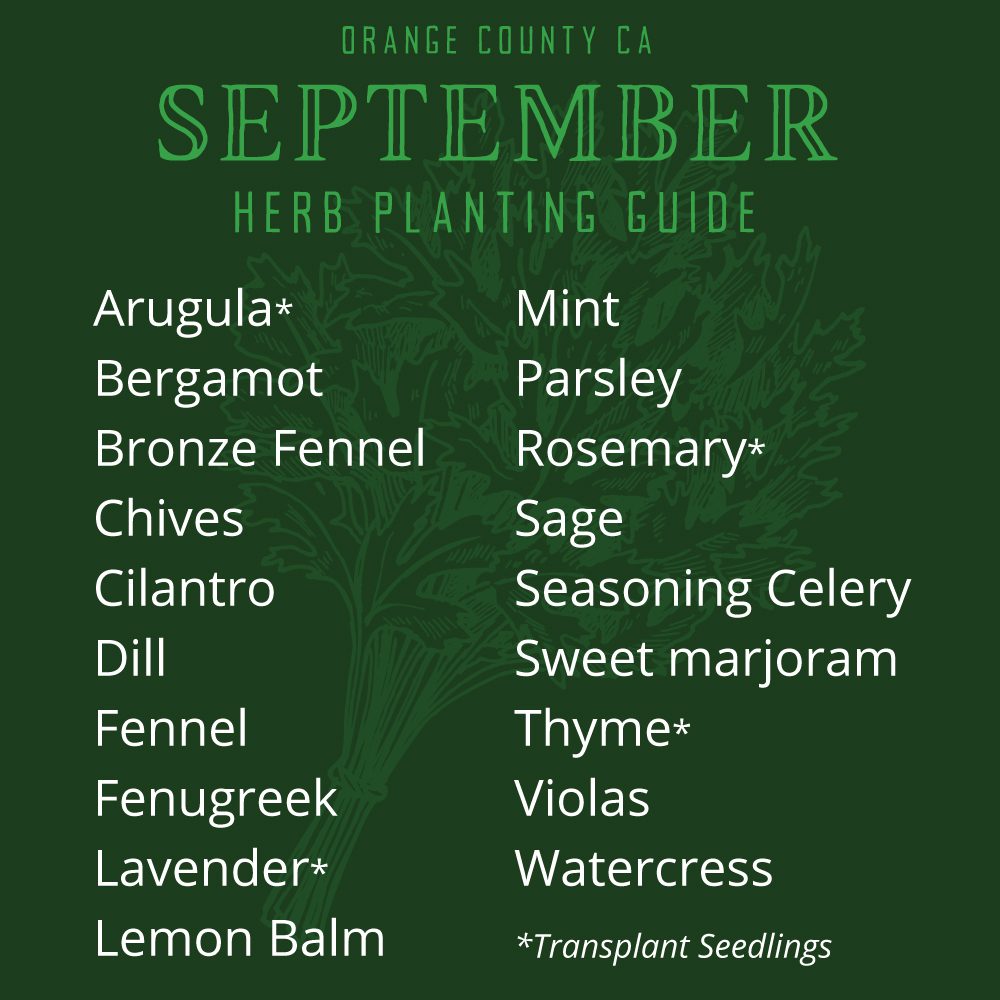 Orange County, CA September Herb Planting Guide