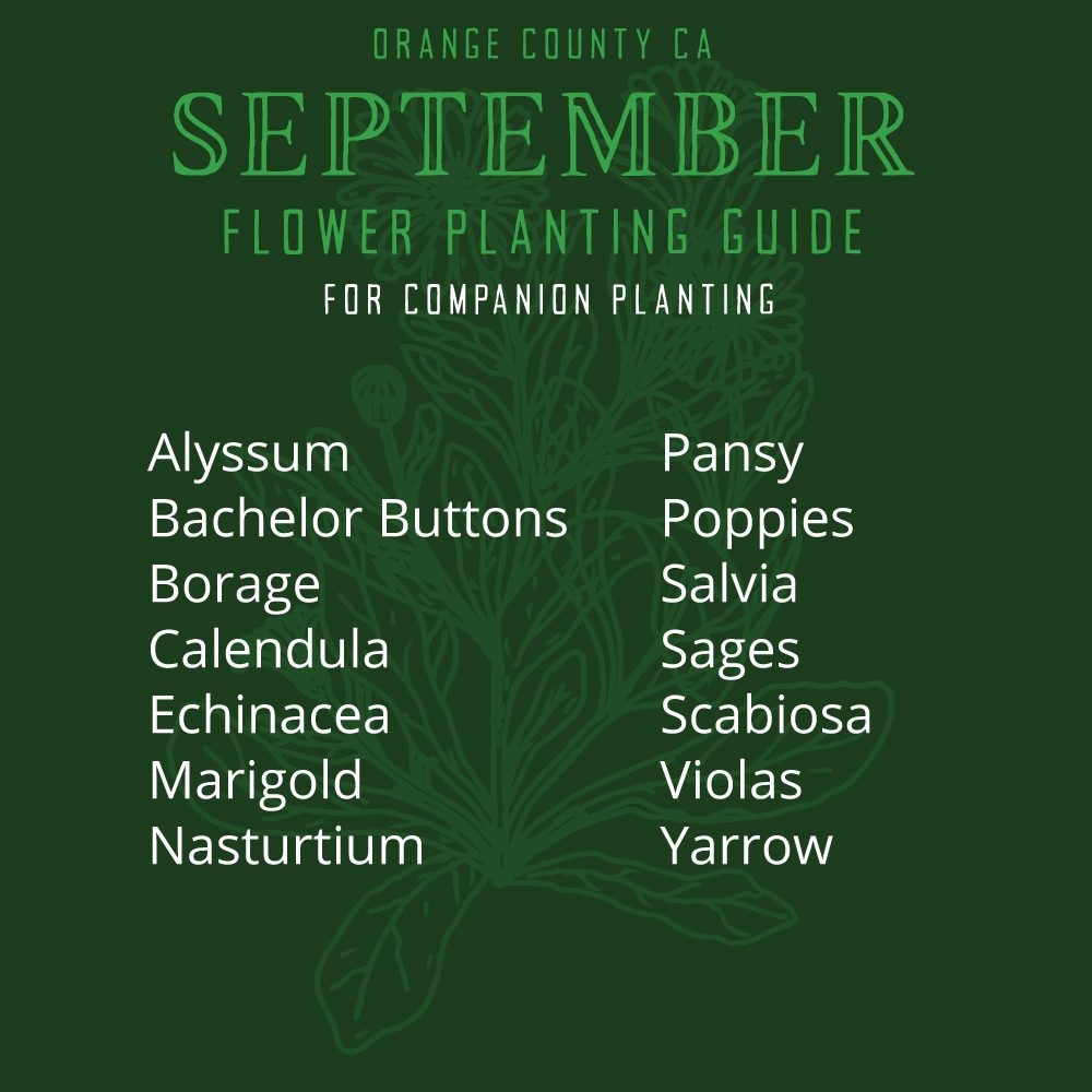 Orange County, CA September Flower Planting List