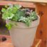 Everyday Essentials Herb Pot