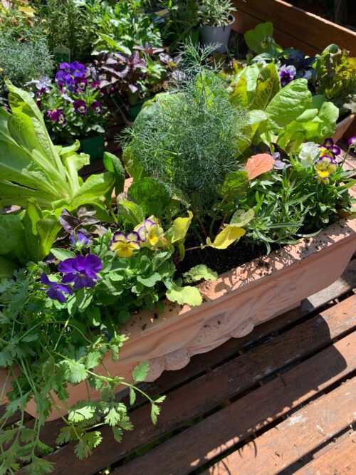 Limited Edition Salad Bar Planter with heirloom lettuces, herbs, and violas