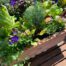 Limited Edition Salad Bar Planter with heirloom lettuces, herbs, and violas