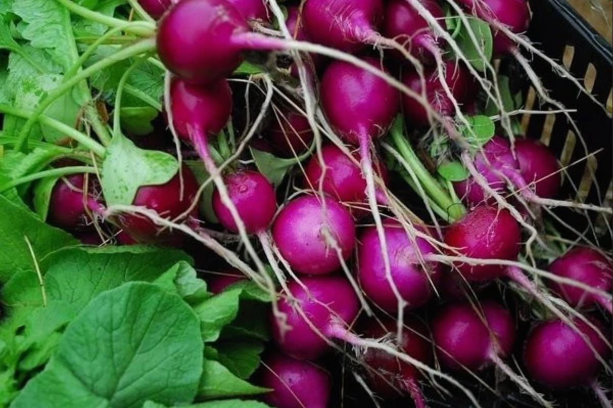 Purple Plum Radishes from Mary's Heirloom Seeds