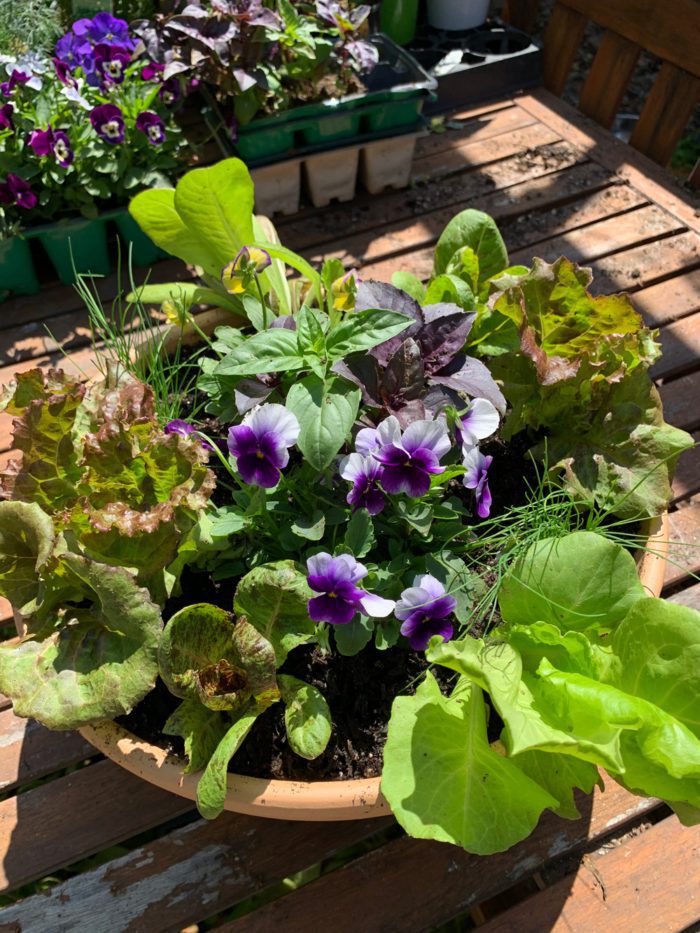 Tabletop Salad Bowl planted with heirloom lettuce varieties, chives, basil, and violas