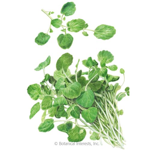Watercress Sketch from Botanical Interests