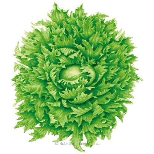 Ice Queen Lettuce drawing from Botanical Interests