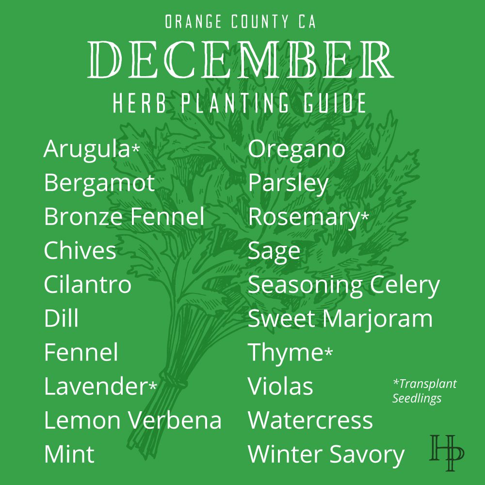 Orange County, CA December Herb Planting List