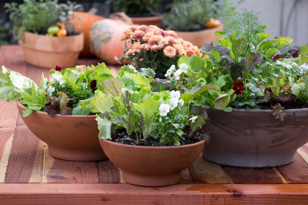 Heirloom Potager Culinary Salad Bowl Collection