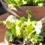 Heirloom Potager Small Culinary Salad Bowl