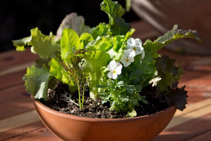 Heirloom Potager Small Culinary Salad Bowl