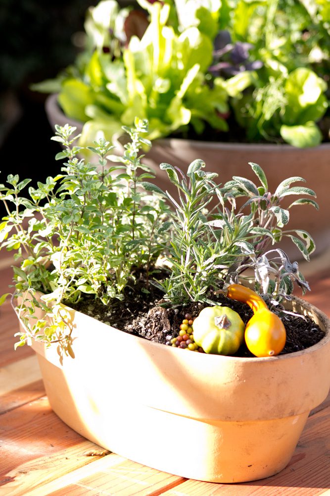 Heirloom Potager Thanksgiving Classic Herb Box