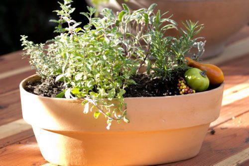 Heirloom Potager Thanksgiving Classic Herb Box