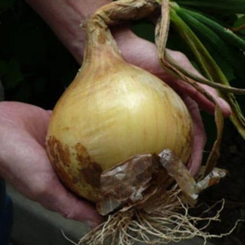 Ailsa Craig Onion from Mary's Heirloom Seeds