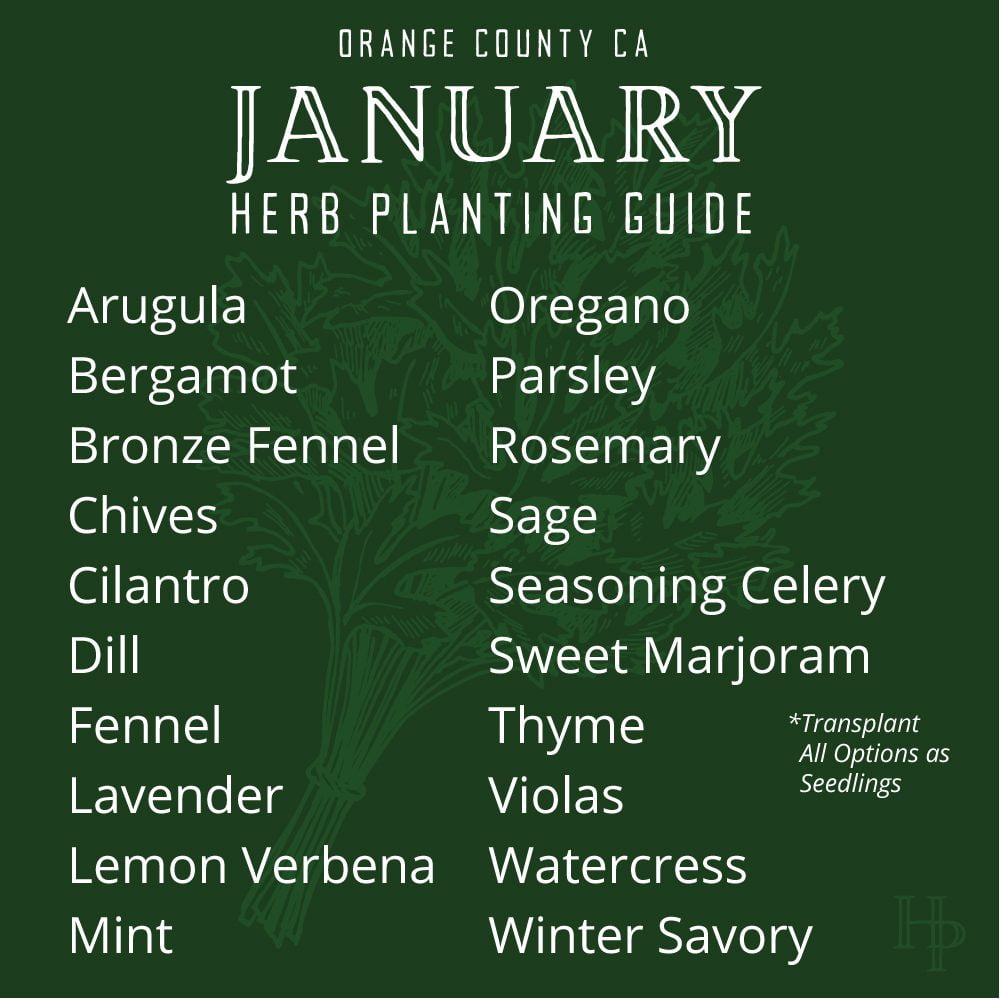 Orange County, CA January Herb Planting List