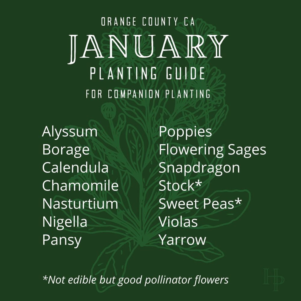 Orange County, CA January Flower Planting List