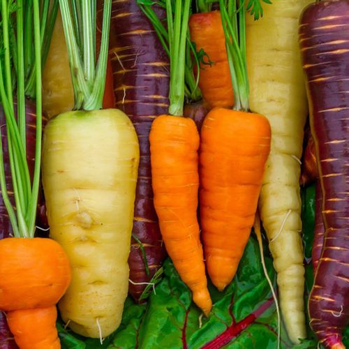 Rainbow Carrot Mix from San Diego Seed Company