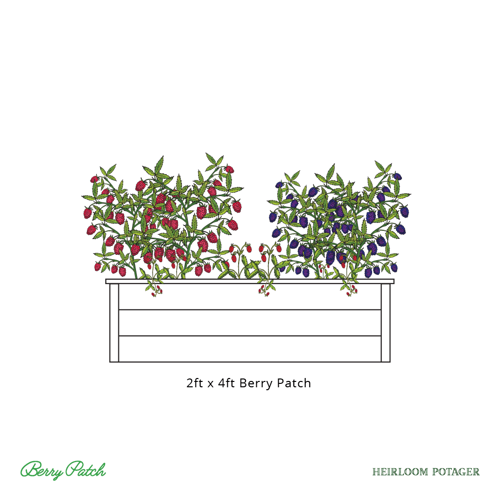 Heirloom Potager 2ftx4ft Berry Patch Rendering includes a redwood raised bed, raspberries, blackberries, and strawberries (all rights reserved)