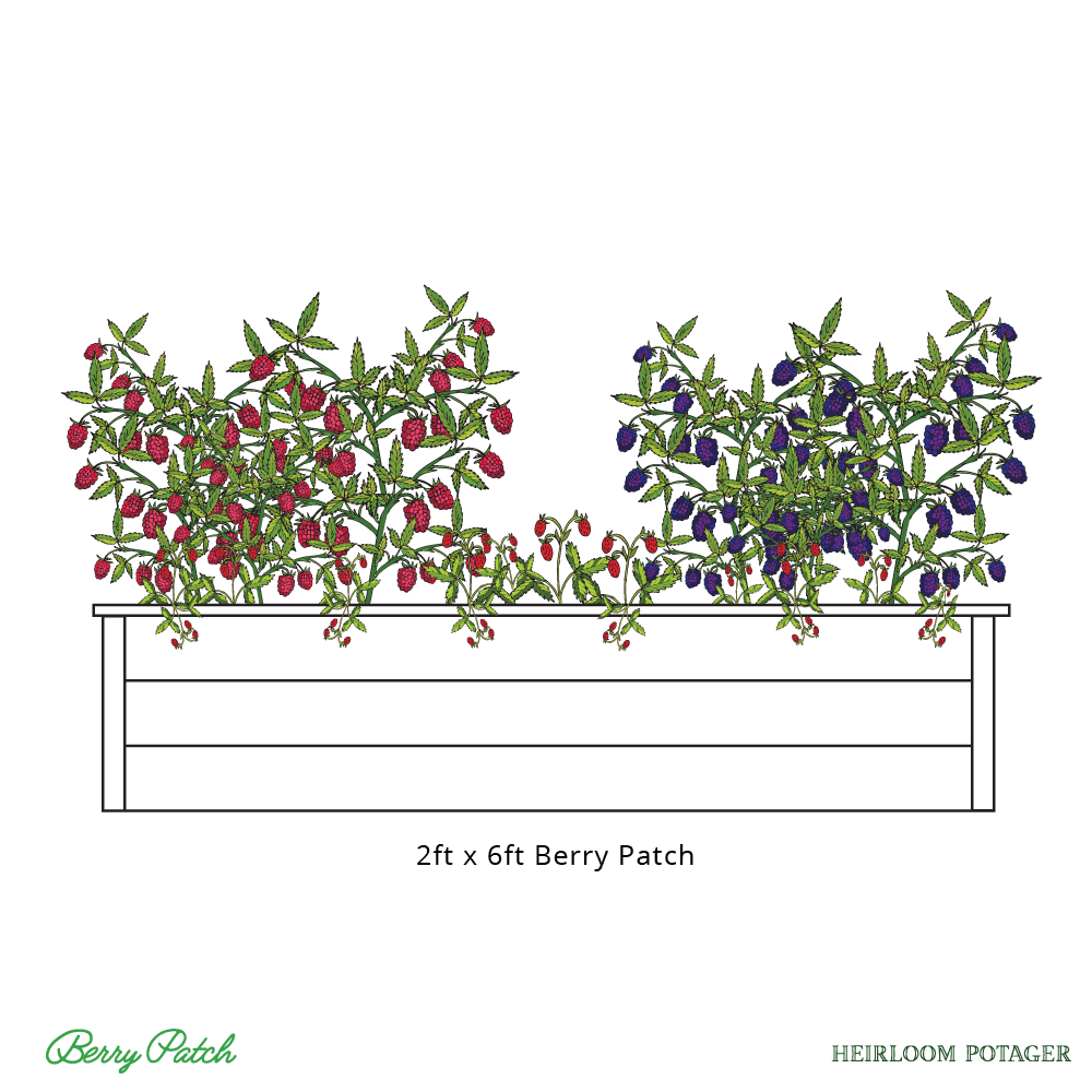 Heirloom Potager 2ftx6ft Berry Patch Rendering includes a redwood raised bed, raspberries, blackberries, and strawberries (all rights reserved)
