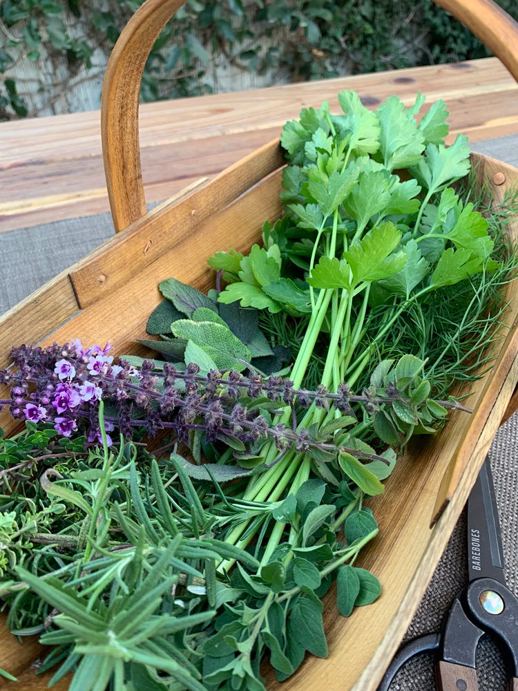 Closeup of fresh herbs in garden trug on table with garden sheers nearby | Herbs in trug: Parsley, sage, thyme, basil flowers, and oregano