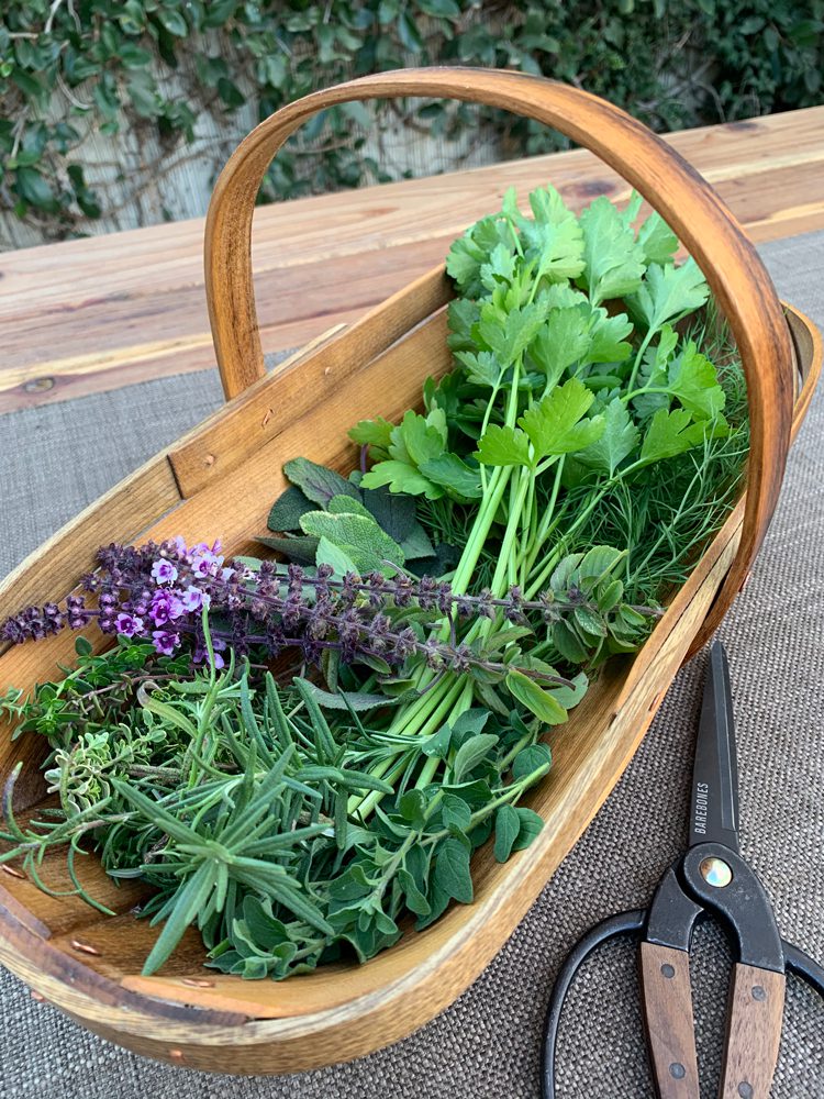 Italian Seasoning in garden trug on table with garden sheers nearby | Herbs in trug: Parsley, sage, thyme, basil flowers, and oregano