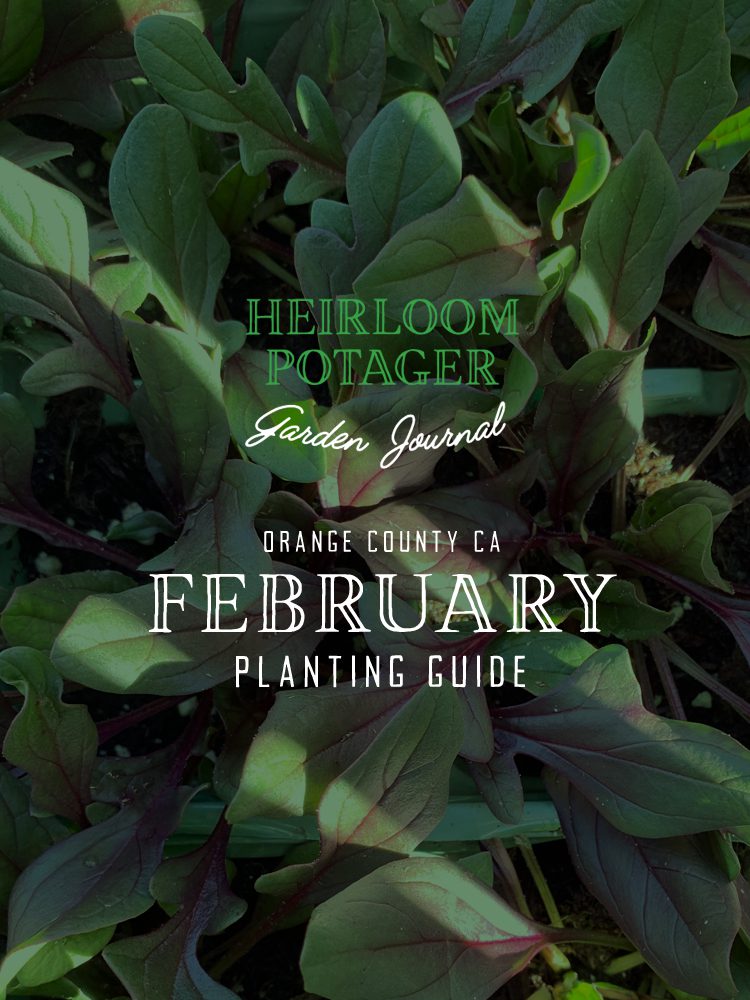 Heirloom Potager Garden Journal | Orange County, CA February Planting Guide