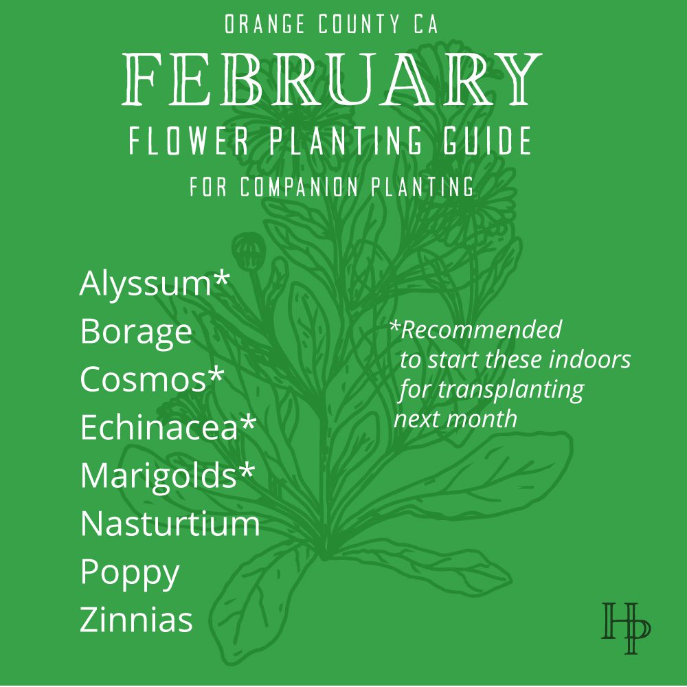 Orange County, CA February Flower Planting List