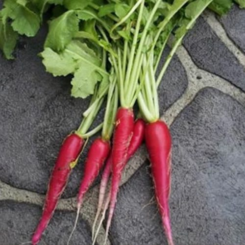 Long Scarlet Cincinnati Radish: red carrot-like radish with green tops | Seeds from marysheirloomseeds.com