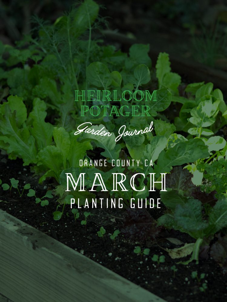 Heirloom Potager Garden Journal | Orange County, CA March Planting Guide