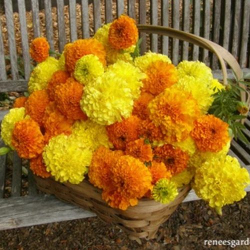 Basket full of yellow and orange marigolds | Seeds from reneesgarden.com