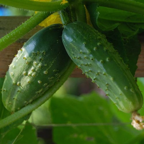 Double Yield Cucumbers: rTwo small pickling cucumbers on the vine | Seeds from marysheirloomseeds.com