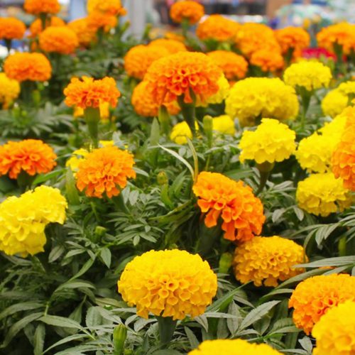 Crackerjack Marigold Mix: yellow and orange pompom like flowers shown upclose | from sandiegoseedco.com