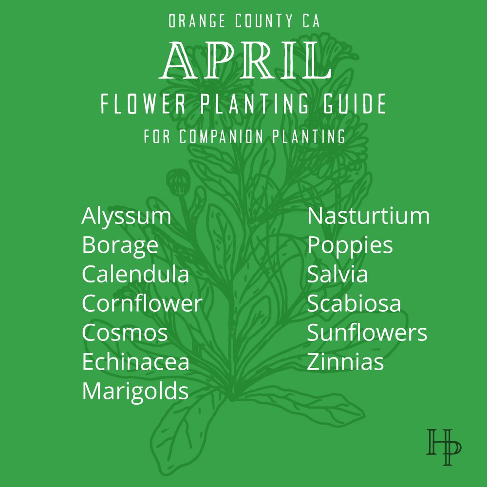 Orange County, CA April Flower Planting List