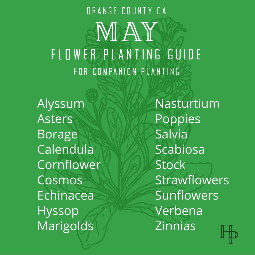 Orange County, CA May Flower Planting List