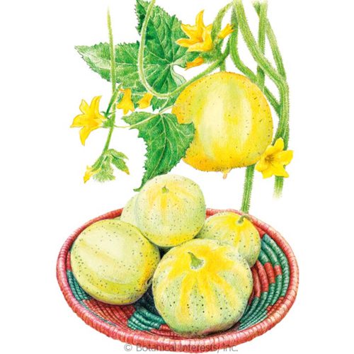 Botanical Interests Lemon Cucumber