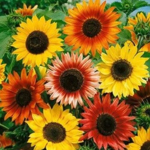 Marys Heirloom Seeds Autumn Sunflowers