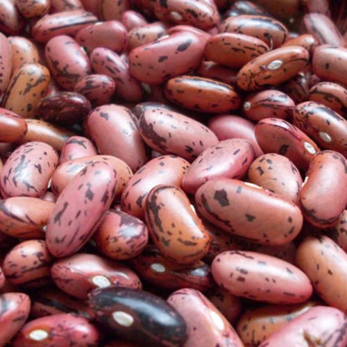 Rosso di Lucca Dry Beans: Pile of pink and cranberry beans with purple flecks | from groworganic.com