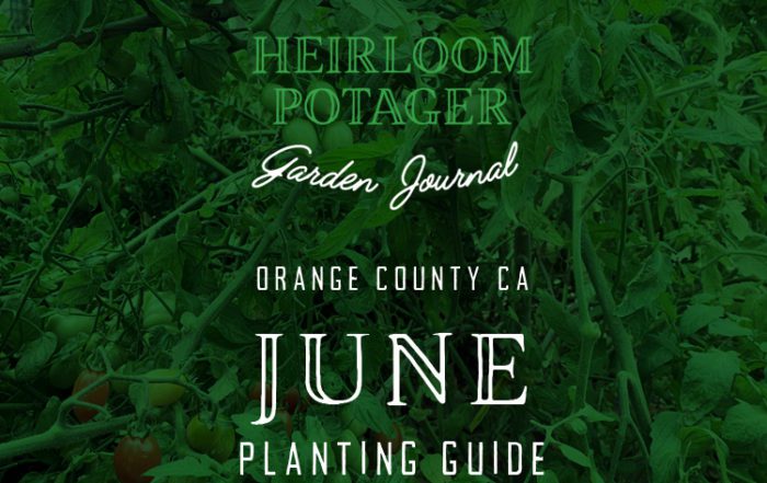 Heirloom Potager Garden Journal | Orange County, CA June Planting Guide