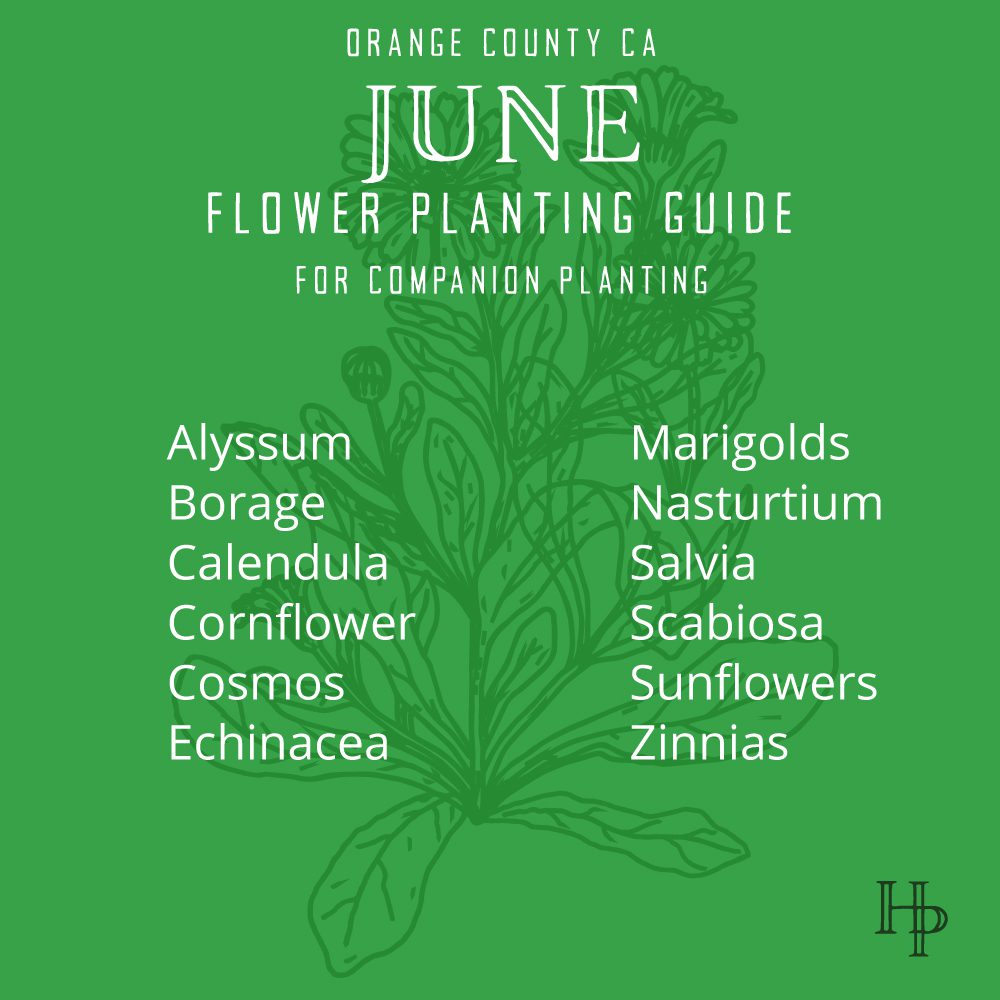 Orange County, CA June Flower Planting List