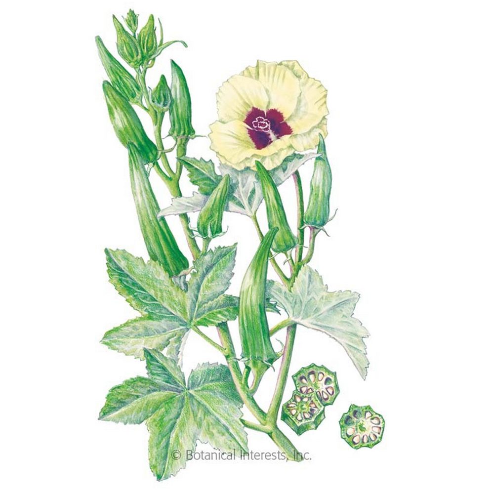 Rendering of Green Okra from Botanical Interests