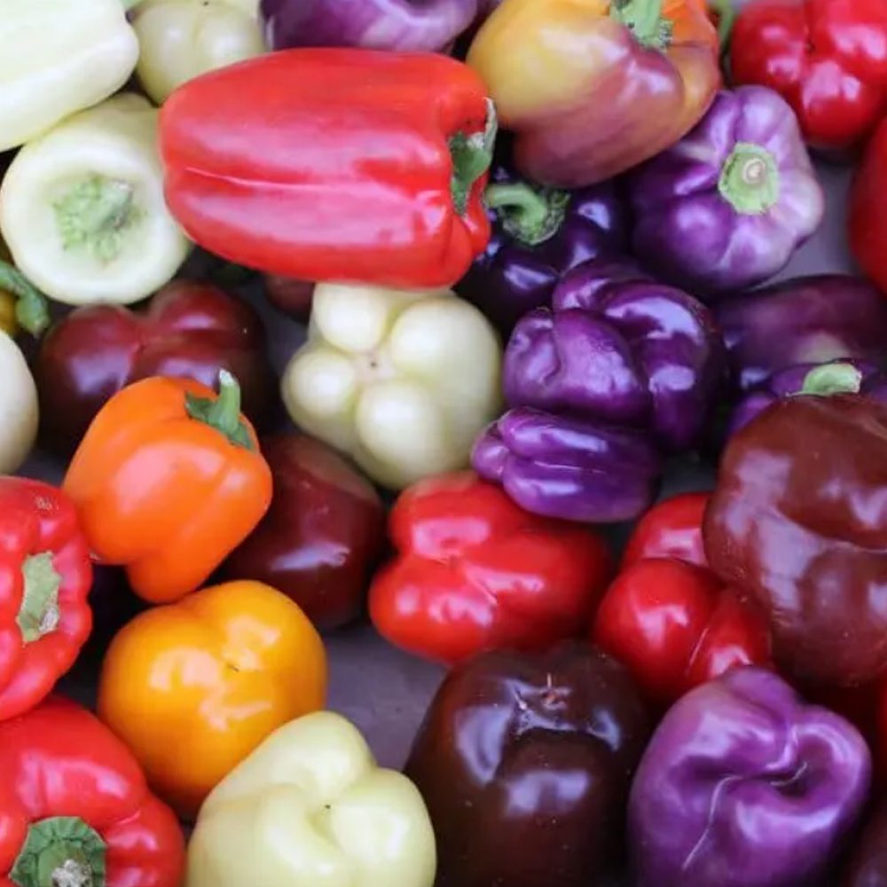 Mixed Bell Peppers: purple, red, orange, yellow, white, brown peppers shown on table