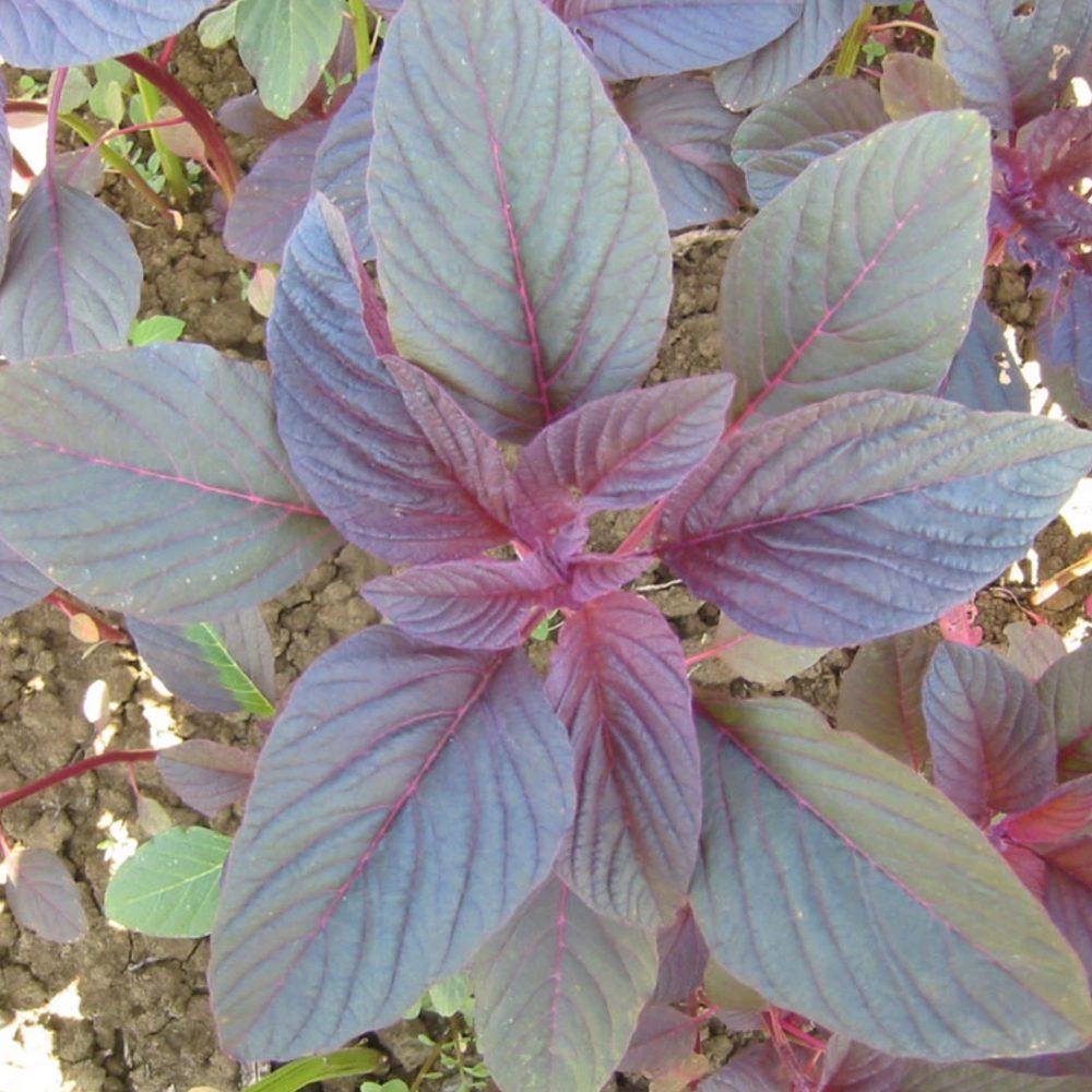 Red Amaranth: Basil-like warm-season greens with purple, red, and green leaves