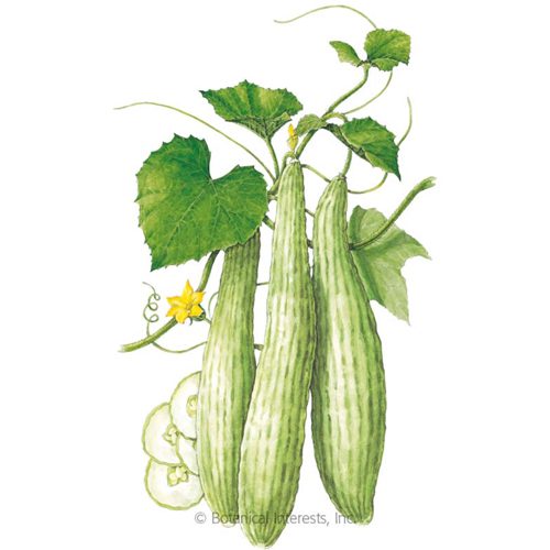 Armeniam Cucumbers from Botanical Interests