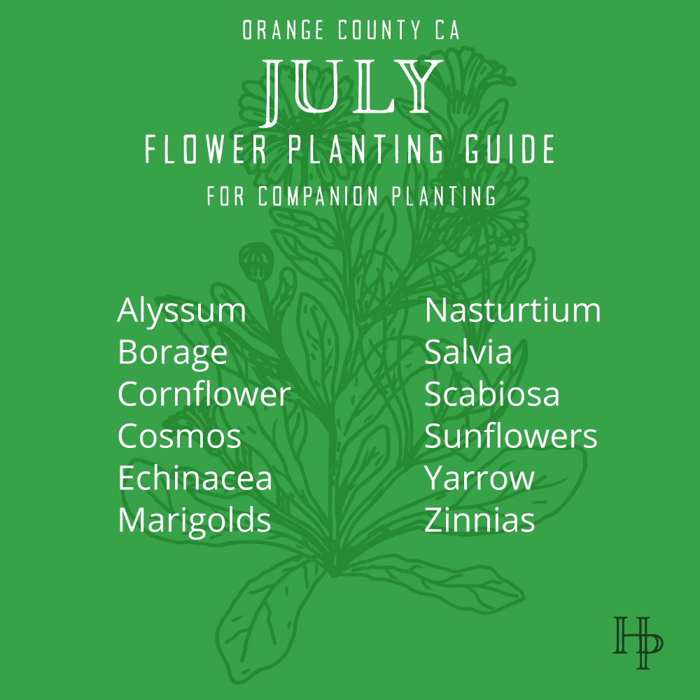 Orange County, CA July Flower Planting List