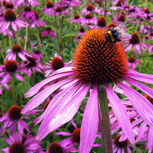 Purple Echinacea from San Diego Seed Co