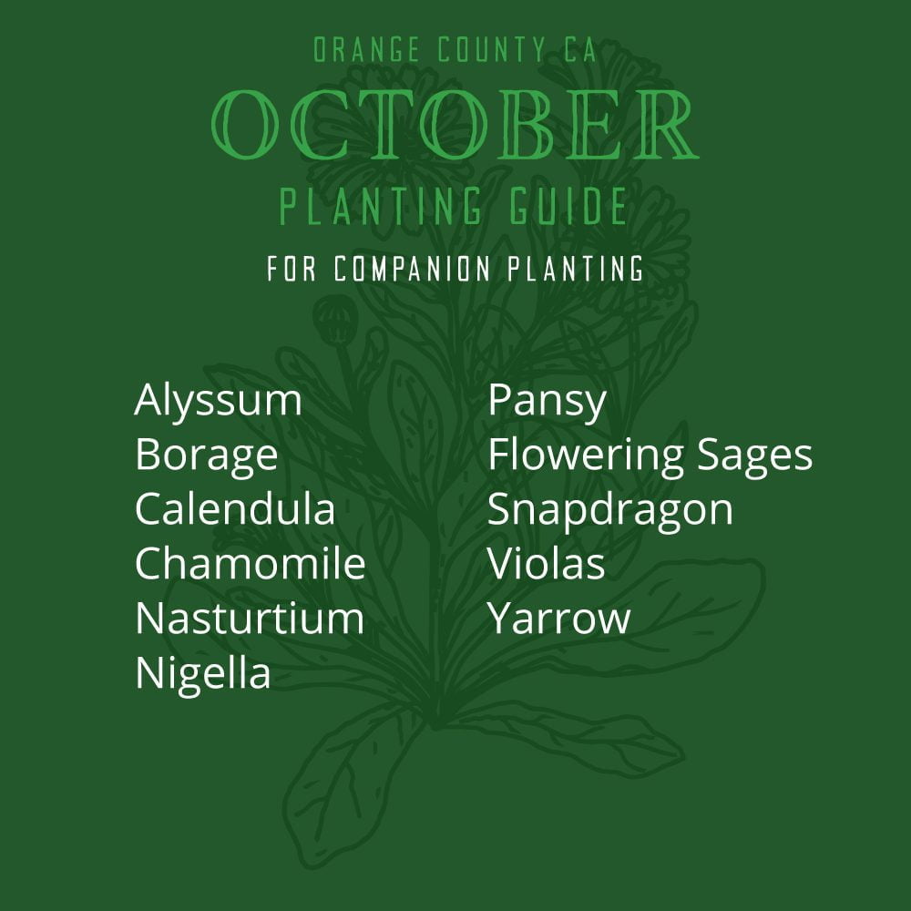 Orange County, CA October Flower Planting List