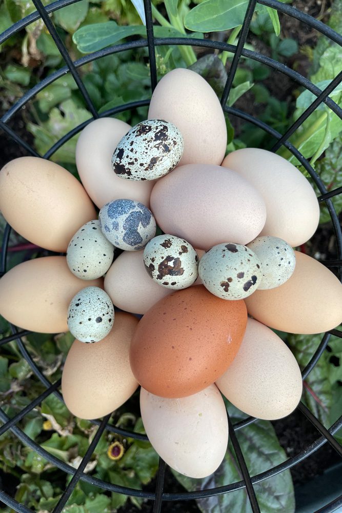 Basket of fresh chicken and quail eggs