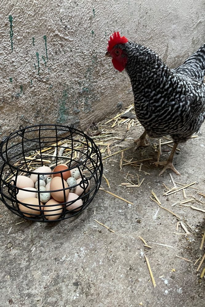 Penny Maran Hen, Pinwheel, admires a basket of fresh chicken and quail eggs