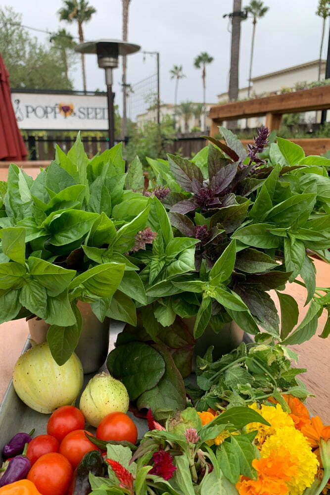 Summer harvest from Poppy & Seed Chef's Garden in Anaheim, CA zone10b